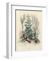 Tobacco, Grandville-null-Framed Art Print