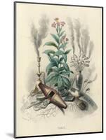 Tobacco, Grandville-null-Mounted Art Print