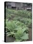 Tobacco Growing in Garden at Fort Boonesborough State Park, Richmond, Kentucky, USA-Adam Jones-Stretched Canvas