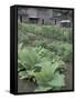 Tobacco Growing in Garden at Fort Boonesborough State Park, Richmond, Kentucky, USA-Adam Jones-Framed Stretched Canvas