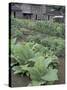 Tobacco Growing in Garden at Fort Boonesborough State Park, Richmond, Kentucky, USA-Adam Jones-Stretched Canvas