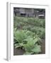 Tobacco Growing in Garden at Fort Boonesborough State Park, Richmond, Kentucky, USA-Adam Jones-Framed Premium Photographic Print