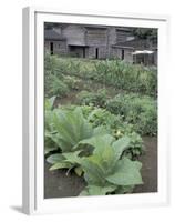 Tobacco Growing in Garden at Fort Boonesborough State Park, Richmond, Kentucky, USA-Adam Jones-Framed Premium Photographic Print