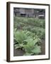 Tobacco Growing in Garden at Fort Boonesborough State Park, Richmond, Kentucky, USA-Adam Jones-Framed Premium Photographic Print