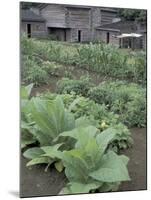 Tobacco Growing in Garden at Fort Boonesborough State Park, Richmond, Kentucky, USA-Adam Jones-Mounted Premium Photographic Print