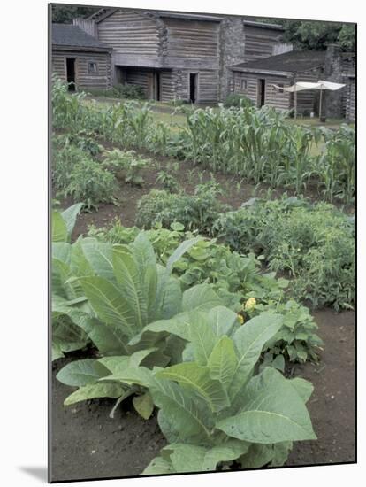 Tobacco Growing in Garden at Fort Boonesborough State Park, Richmond, Kentucky, USA-Adam Jones-Mounted Premium Photographic Print