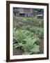 Tobacco Growing in Garden at Fort Boonesborough State Park, Richmond, Kentucky, USA-Adam Jones-Framed Photographic Print