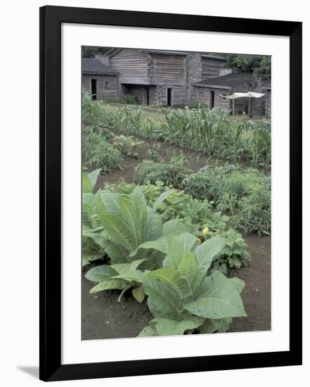 Tobacco Growing in Garden at Fort Boonesborough State Park, Richmond, Kentucky, USA-Adam Jones-Framed Photographic Print