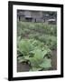 Tobacco Growing in Garden at Fort Boonesborough State Park, Richmond, Kentucky, USA-Adam Jones-Framed Photographic Print