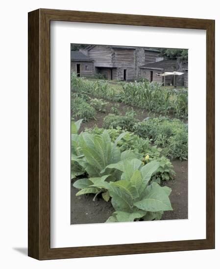 Tobacco Growing in Garden at Fort Boonesborough State Park, Richmond, Kentucky, USA-Adam Jones-Framed Photographic Print