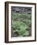 Tobacco Growing in Garden at Fort Boonesborough State Park, Richmond, Kentucky, USA-Adam Jones-Framed Photographic Print