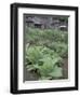 Tobacco Growing in Garden at Fort Boonesborough State Park, Richmond, Kentucky, USA-Adam Jones-Framed Photographic Print