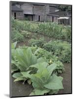 Tobacco Growing in Garden at Fort Boonesborough State Park, Richmond, Kentucky, USA-Adam Jones-Mounted Photographic Print