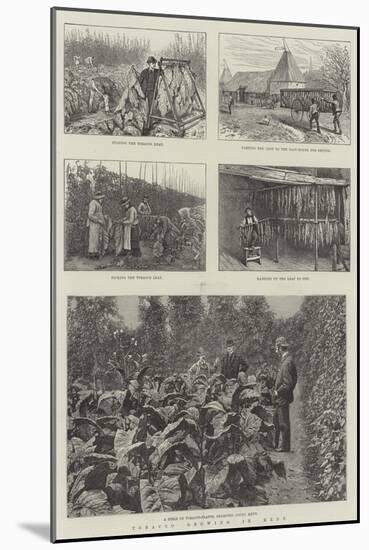 Tobacco Growing in Kent-null-Mounted Giclee Print