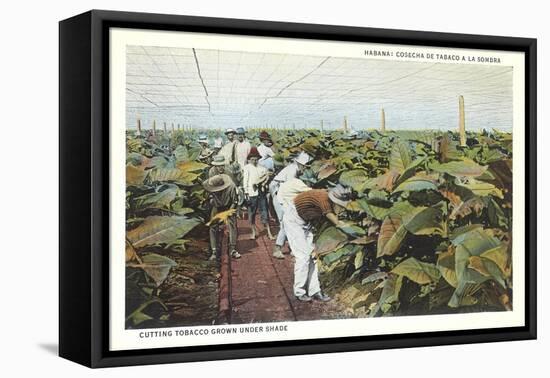 Tobacco Harvest in Shade-null-Framed Stretched Canvas