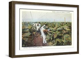 Tobacco Harvest in Shade-null-Framed Art Print