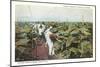 Tobacco Harvest in Shade-null-Mounted Art Print