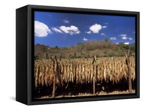 Tobacco Leaves Drying, Near Jocatan, Guatemala, Central America-Upperhall-Framed Stretched Canvas