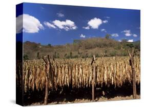 Tobacco Leaves Drying, Near Jocatan, Guatemala, Central America-Upperhall-Stretched Canvas