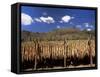 Tobacco Leaves Drying, Near Jocatan, Guatemala, Central America-Upperhall-Framed Stretched Canvas