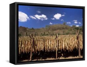 Tobacco Leaves Drying, Near Jocatan, Guatemala, Central America-Upperhall-Framed Stretched Canvas