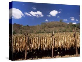 Tobacco Leaves Drying, Near Jocatan, Guatemala, Central America-Upperhall-Stretched Canvas