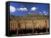 Tobacco Leaves Drying, Near Jocatan, Guatemala, Central America-Upperhall-Framed Stretched Canvas