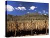 Tobacco Leaves Drying, Near Jocatan, Guatemala, Central America-Upperhall-Stretched Canvas