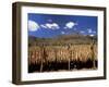 Tobacco Leaves Drying, Near Jocatan, Guatemala, Central America-Upperhall-Framed Premium Photographic Print