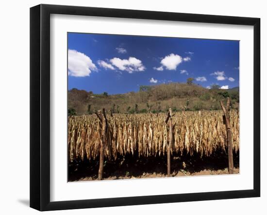 Tobacco Leaves Drying, Near Jocatan, Guatemala, Central America-Upperhall-Framed Premium Photographic Print
