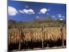 Tobacco Leaves Drying, Near Jocatan, Guatemala, Central America-Upperhall-Mounted Premium Photographic Print