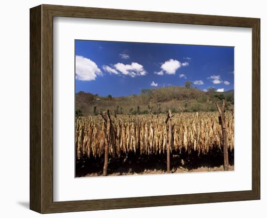 Tobacco Leaves Drying, Near Jocatan, Guatemala, Central America-Upperhall-Framed Photographic Print