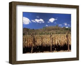 Tobacco Leaves Drying, Near Jocatan, Guatemala, Central America-Upperhall-Framed Photographic Print