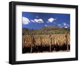 Tobacco Leaves Drying, Near Jocatan, Guatemala, Central America-Upperhall-Framed Photographic Print
