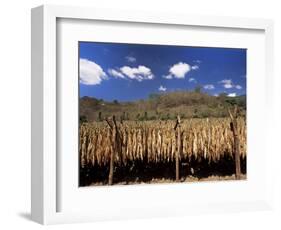 Tobacco Leaves Drying, Near Jocatan, Guatemala, Central America-Upperhall-Framed Photographic Print