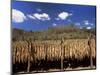 Tobacco Leaves Drying, Near Jocatan, Guatemala, Central America-Upperhall-Mounted Photographic Print