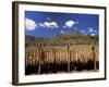 Tobacco Leaves Drying, Near Jocatan, Guatemala, Central America-Upperhall-Framed Photographic Print