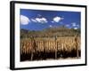 Tobacco Leaves Drying, Near Jocatan, Guatemala, Central America-Upperhall-Framed Photographic Print