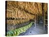 Tobacco Leaves Hung Up to Dry, Vinales Valley, Cuba, West Indies, Caribbean, Central America-Christian Kober-Stretched Canvas