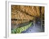 Tobacco Leaves Hung Up to Dry, Vinales Valley, Cuba, West Indies, Caribbean, Central America-Christian Kober-Framed Photographic Print