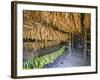 Tobacco Leaves Hung Up to Dry, Vinales Valley, Cuba, West Indies, Caribbean, Central America-Christian Kober-Framed Photographic Print