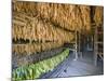 Tobacco Leaves Hung Up to Dry, Vinales Valley, Cuba, West Indies, Caribbean, Central America-Christian Kober-Mounted Photographic Print