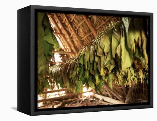 Tobacco Leaves on Racks in Drying Shed, Vinales, Cuba, West Indies, Central America-Lee Frost-Framed Stretched Canvas