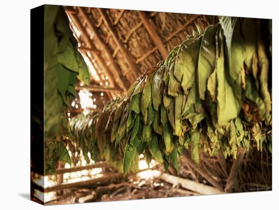 Tobacco Leaves on Racks in Drying Shed, Vinales, Cuba, West Indies, Central America-Lee Frost-Stretched Canvas