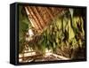 Tobacco Leaves on Racks in Drying Shed, Vinales, Cuba, West Indies, Central America-Lee Frost-Framed Stretched Canvas