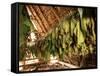 Tobacco Leaves on Racks in Drying Shed, Vinales, Cuba, West Indies, Central America-Lee Frost-Framed Stretched Canvas