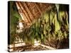 Tobacco Leaves on Racks in Drying Shed, Vinales, Cuba, West Indies, Central America-Lee Frost-Stretched Canvas