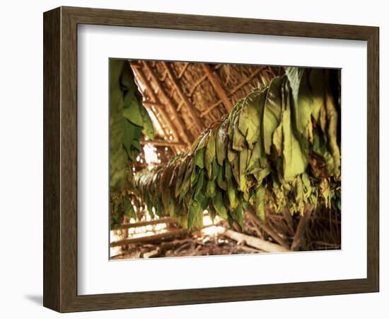Tobacco Leaves on Racks in Drying Shed, Vinales, Cuba, West Indies, Central America-Lee Frost-Framed Photographic Print