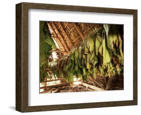 Tobacco Leaves on Racks in Drying Shed, Vinales, Cuba, West Indies, Central America-Lee Frost-Framed Photographic Print