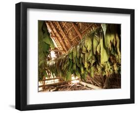 Tobacco Leaves on Racks in Drying Shed, Vinales, Cuba, West Indies, Central America-Lee Frost-Framed Photographic Print